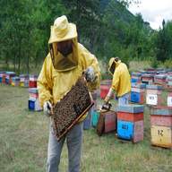 cera api usato