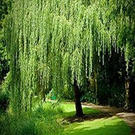 willow tree usato