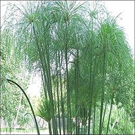 papiro pianta usato