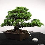 bonsai juniperus usato