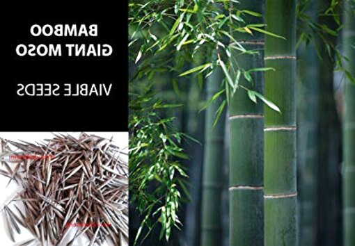 Bambos moosoo "Bambù gigante" 20 semi di Phyllostachys PUBESCENS = moso bamboo 