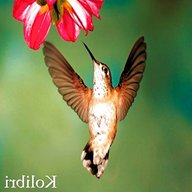 kolibri usato