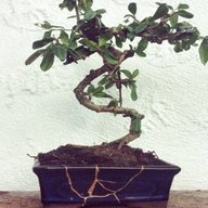 vaso bonsai gres usato