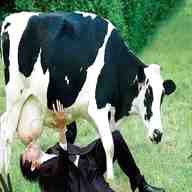 mucche latte usato