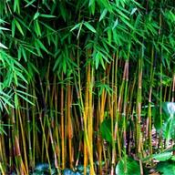 bambù usato