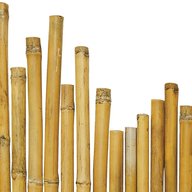 canne bamboo usato