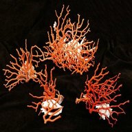 ramo corallo usato