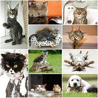 cartoline gatti usato