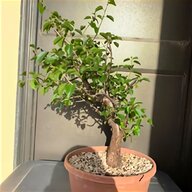 bonsai prunus usato