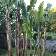 pianta banano usato