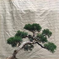bonsai larice usato