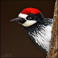 woodpecker usato