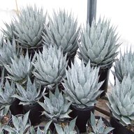 agave parryi usato