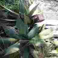 agave titanota usato