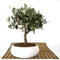 olivo bonsai usato