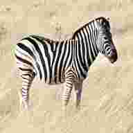 zebra usato