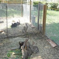 allevamenti conigli usato