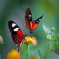 coppia farfalle usato
