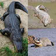 crocodile usato