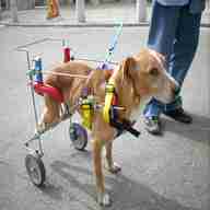 carrelli cani disabili usato