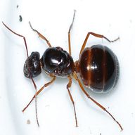 formica regina usato