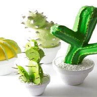 cactus design usato