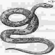 serpent vintage usato