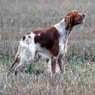breton cane caccia usato