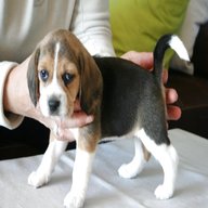 beagle cucciolo regalo usato
