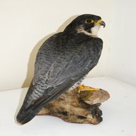 falco imbalsamato usato