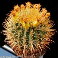 ferocactus chrysacanthus usato