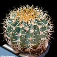 ferocactus usato