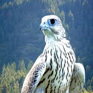white falcon usato