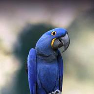 hyacinth macaw usato