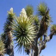 pianta yucca brevifolia usato