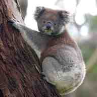 koala usato