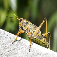 grasshopper usato