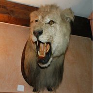 animali imbalsamati leone usato