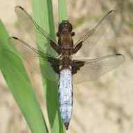 libellula usato