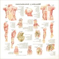 poster anatomia usato
