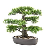 piante bonsai usato