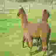 alpaca usato