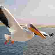 pelican usato