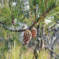 pines usato