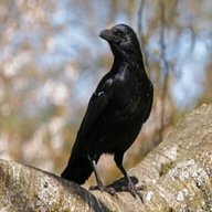 crows usato