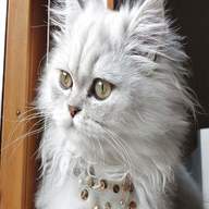 gatto persiano normotipo usato