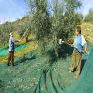 olive raccolta usato