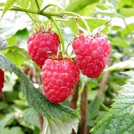 raspberry usato
