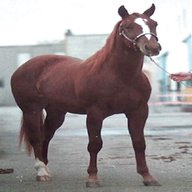 cavallo quarter horse usato