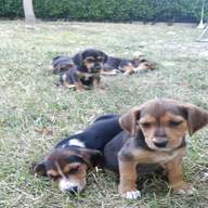 regalo cuccioli incrocio beagle usato